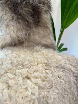 Sheepskins - Gotland - gotlandsheepskinlight1