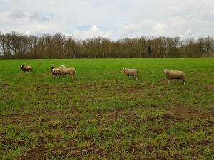 Sheepskins - Holland - lovely-sheepskin-texel-holland2