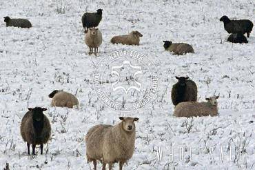 Sheepskins - The Sheep