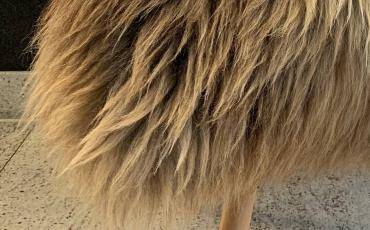 Sheepskins - Long Haired Dutch sheepskins by Adam-Leather